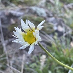 Brachyscome diversifolia var. diversifolia at Majura, ACT - 17 Aug 2021 03:34 PM