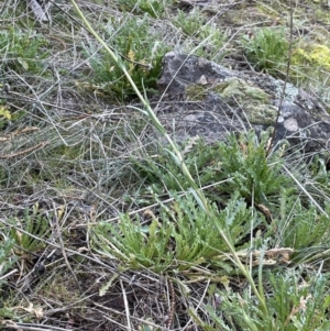 Brachyscome diversifolia var. diversifolia at Majura, ACT - 17 Aug 2021 03:34 PM