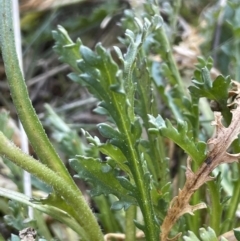 Brachyscome diversifolia var. diversifolia at Majura, ACT - 17 Aug 2021 03:34 PM