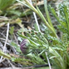 Brachyscome diversifolia var. diversifolia at Majura, ACT - 17 Aug 2021 03:34 PM