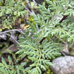 Cheilanthes austrotenuifolia (Rock Fern) at Majura, ACT - 17 Aug 2021 by JaneR