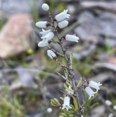 Cryptandra amara (Bitter Cryptandra) at Downer, ACT - 17 Aug 2021 by JaneR