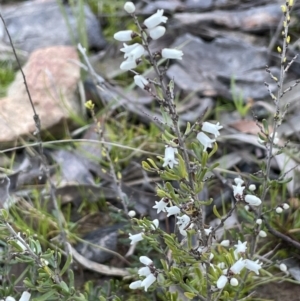 Cryptandra amara at Downer, ACT - 17 Aug 2021 04:30 PM