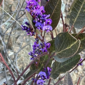 Hardenbergia violacea at Downer, ACT - 17 Aug 2021 04:38 PM