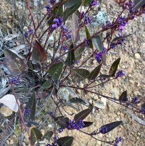 Hardenbergia violacea at Downer, ACT - 17 Aug 2021