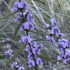 Hovea heterophylla (Common Hovea) at Majura, ACT - 17 Aug 2021 by JaneR