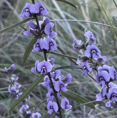 Hovea heterophylla (Common Hovea) at Majura, ACT - 17 Aug 2021 by JaneR