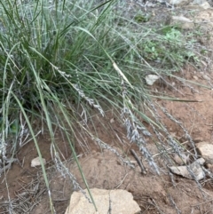 Lepidosperma laterale at Downer, ACT - 17 Aug 2021 04:13 PM