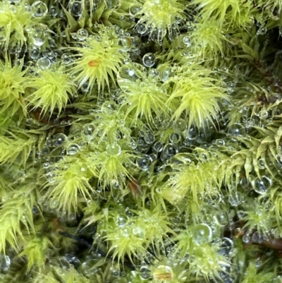 Bartramiaceae at Mount Majura - 17 Aug 2021 by JaneR