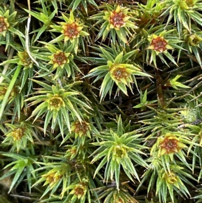 Polytrichaceae sp. (family) (A moss) at Mount Majura - 17 Aug 2021 by JaneR