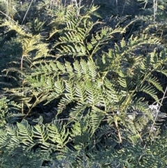 Pteridium esculentum (Bracken) at Mount Majura - 17 Aug 2021 by JaneR