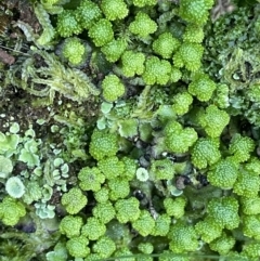 Asterella drummondii (A thallose liverwort) at Mount Majura - 17 Aug 2021 by JaneR