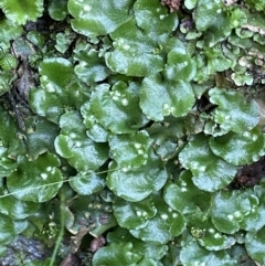 Lunularia cruciata (A thallose liverwort) at Mount Majura - 17 Aug 2021 by JaneR
