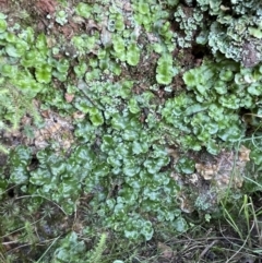 Lunularia cruciata at Majura, ACT - 17 Aug 2021 02:43 PM