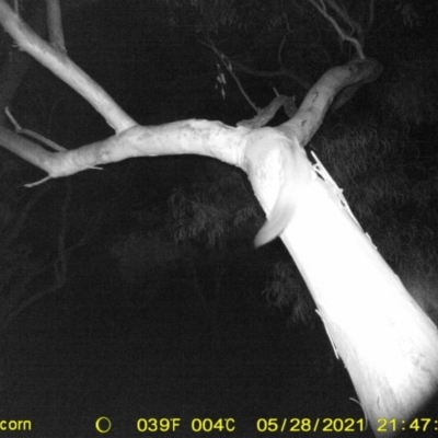 Petaurus norfolcensis (Squirrel Glider) at Thurgoona, NSW - 28 May 2021 by ChrisAllen