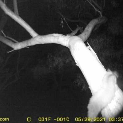 Petaurus norfolcensis (Squirrel Glider) at Thurgoona, NSW - 28 May 2021 by ChrisAllen