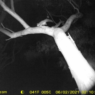 Petaurus norfolcensis (Squirrel Glider) at Thurgoona, NSW - 1 Jun 2021 by ChrisAllen