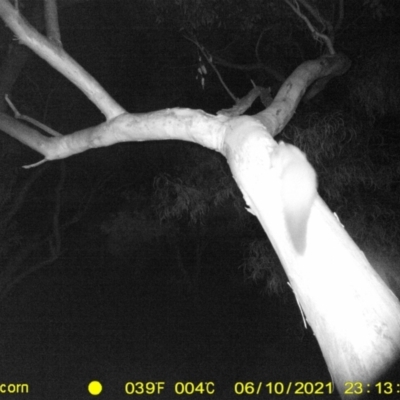 Petaurus norfolcensis (Squirrel Glider) at Thurgoona, NSW - 10 Jun 2021 by ChrisAllen