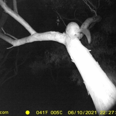 Trichosurus vulpecula (Common Brushtail Possum) at Thurgoona, NSW - 10 Jun 2021 by ChrisAllen