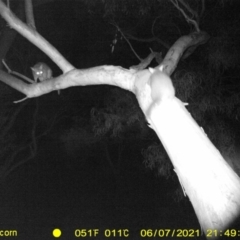 Trichosurus vulpecula (Common Brushtail Possum) at Thurgoona, NSW - 7 Jun 2021 by ChrisAllen