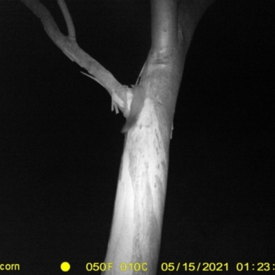 Petaurus norfolcensis (Squirrel Glider) at Thurgoona, NSW - 15 May 2021 by ChrisAllen