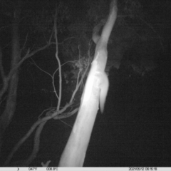 Petaurus norfolcensis (Squirrel Glider) at Thurgoona, NSW - 11 May 2021 by ChrisAllen