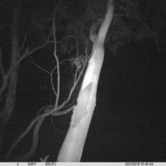 Petaurus norfolcensis (Squirrel Glider) at Thurgoona, NSW - 14 May 2021 by ChrisAllen