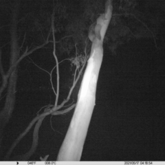 Petaurus norfolcensis (Squirrel Glider) at Thurgoona, NSW - 17 May 2021 by ChrisAllen