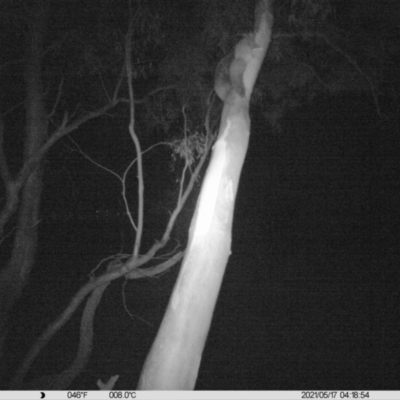 Petaurus norfolcensis (Squirrel Glider) at Thurgoona, NSW - 17 May 2021 by ChrisAllen