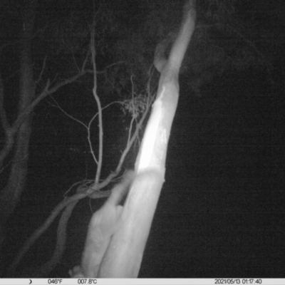 Trichosurus vulpecula (Common Brushtail Possum) at Thurgoona, NSW - 12 May 2021 by ChrisAllen