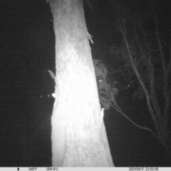 Petaurus norfolcensis (Squirrel Glider) at Thurgoona, NSW - 17 May 2021 by ChrisAllen