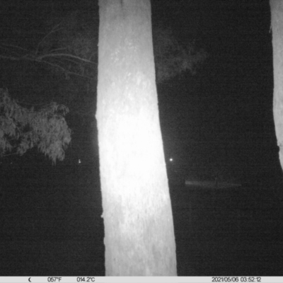 Trichosurus vulpecula (Common Brushtail Possum) at Thurgoona, NSW - 6 May 2021 by ChrisAllen