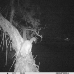 Trichosurus vulpecula (Common Brushtail Possum) at Thurgoona, NSW - 27 Apr 2021 by ChrisAllen