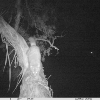 Trichosurus vulpecula (Common Brushtail Possum) at Thurgoona, NSW - 6 May 2021 by ChrisAllen