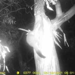 Trichosurus vulpecula (Common Brushtail Possum) at Table Top, NSW - 18 Apr 2021 by ChrisAllen