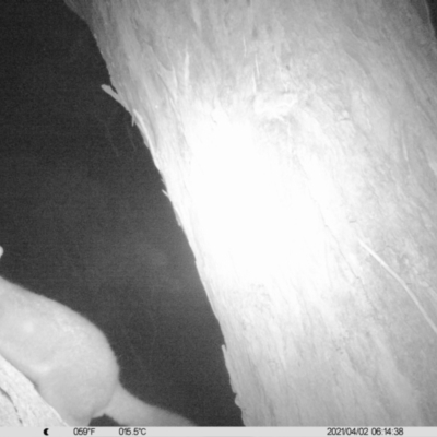 Trichosurus vulpecula (Common Brushtail Possum) at Wirlinga, NSW - 2 Apr 2021 by ChrisAllen