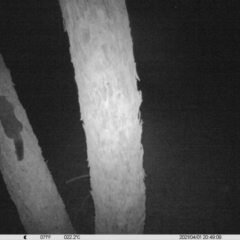 Trichosurus vulpecula (Common Brushtail Possum) at Table Top, NSW - 1 Apr 2021 by ChrisAllen