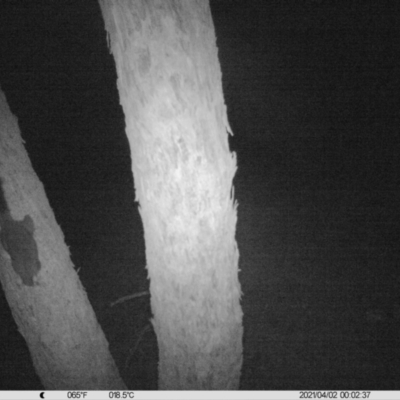 Trichosurus vulpecula (Common Brushtail Possum) at Table Top, NSW - 1 Apr 2021 by ChrisAllen