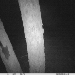 Trichosurus vulpecula (Common Brushtail Possum) at Table Top, NSW - 8 Apr 2021 by ChrisAllen