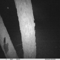 Trichosurus vulpecula (Common Brushtail Possum) at Table Top, NSW - 9 Apr 2021 by ChrisAllen