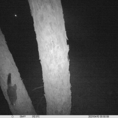 Trichosurus vulpecula (Common Brushtail Possum) at Table Top, NSW - 9 Apr 2021 by ChrisAllen