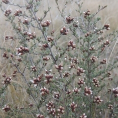 Cryptandra speciosa subsp. speciosa (Silky Cryptandra) at Tennent, ACT - 7 Jul 2021 by MichaelBedingfield