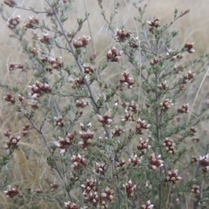 Cryptandra speciosa subsp. speciosa at Tennent, ACT - 7 Jul 2021 05:04 PM