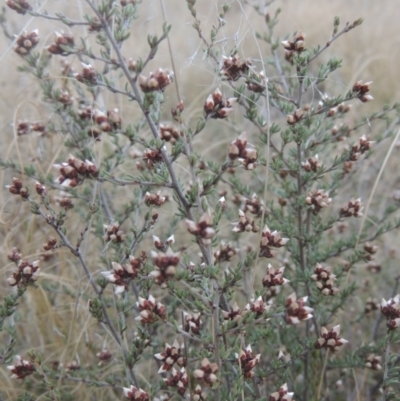 Cryptandra speciosa subsp. speciosa (Silky Cryptandra) at Tennent, ACT - 7 Jul 2021 by MichaelBedingfield