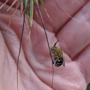 Amegilla (Notomegilla) chlorocyanea at Nicholls, ACT - 30 Mar 2020 06:20 PM