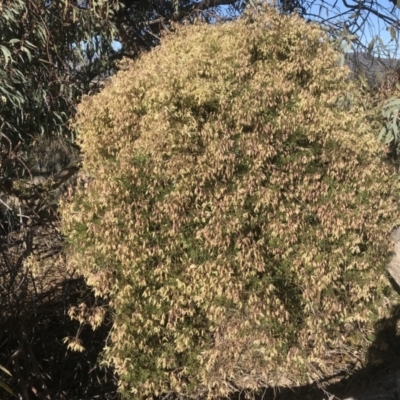 Clematis leptophylla (Small-leaf Clematis, Old Man's Beard) at Kambah, ACT - 18 Aug 2021 by PeterR