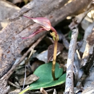 Acianthus collinus at Downer, ACT - suppressed