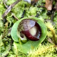 Corysanthes incurva (Slaty Helmet Orchid) by PeterR
