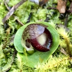 Corysanthes incurva (Slaty Helmet Orchid) at Downer, ACT by PeterR