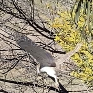 Tyto alba at Yarralumla, ACT - 18 Aug 2021 12:10 PM